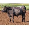 Image 6 : 20/20 Ranching Ltd. - 1124# Yearling Steers - 53 Head (Midale, SK) *PAY WEIGHT*