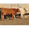 Image 10 : 20/20 Ranching Ltd. - 1053# Yearling Heifers - 112 Head (Midale, SK) *PAY WEIGHT*
