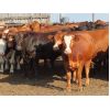 Image 2 : 20/20 Ranching Ltd. - 1053# Yearling Heifers - 112 Head (Midale, SK) *PAY WEIGHT*