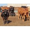 Image 3 : 20/20 Ranching Ltd. - 1053# Yearling Heifers - 112 Head (Midale, SK) *PAY WEIGHT*