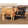 Image 4 : 20/20 Ranching Ltd. - 1053# Yearling Heifers - 112 Head (Midale, SK) *PAY WEIGHT*