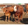 Image 5 : 20/20 Ranching Ltd. - 1053# Yearling Heifers - 112 Head (Midale, SK) *PAY WEIGHT*