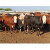Image 6 : 20/20 Ranching Ltd. - 1053# Yearling Heifers - 112 Head (Midale, SK) *PAY WEIGHT*