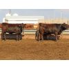 Image 7 : 20/20 Ranching Ltd. - 1053# Yearling Heifers - 112 Head (Midale, SK) *PAY WEIGHT*
