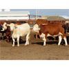 Image 8 : 20/20 Ranching Ltd. - 1053# Yearling Heifers - 112 Head (Midale, SK) *PAY WEIGHT*