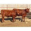 Image 9 : 20/20 Ranching Ltd. - 1053# Yearling Heifers - 112 Head (Midale, SK) *PAY WEIGHT*