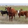 Image 2 : Twisted T Cattle Co. - 525# Steer Calves - 110 Head (Carievale, SK)