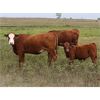 Image 3 : Twisted T Cattle Co. - 525# Steer Calves - 110 Head (Carievale, SK)