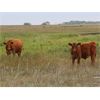 Image 5 : Twisted T Cattle Co. - 525# Steer Calves - 110 Head (Carievale, SK)