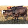 Image 6 : Twisted T Cattle Co. - 525# Steer Calves - 110 Head (Carievale, SK)