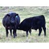 Image 2 : Jay & Laura Biggs  - 640# Steer Calves - 60 Head (Elnora, AB)