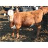 Image 3 : B&B Feeders - 900# Yearling Heifers - 245 Head (Coaldale, AB)