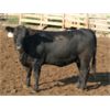 Image 4 : B&B Feeders - 900# Yearling Heifers - 245 Head (Coaldale, AB)
