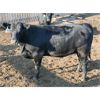 Image 5 : B&B Feeders - 900# Yearling Heifers - 245 Head (Coaldale, AB)