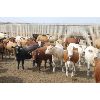 Image 2 : Red Coat Cattle Feeders - 935# Yearling Heifers - 70 Head (Aneroid, SK)