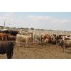 Image 4 : Red Coat Cattle Feeders - 935# Yearling Heifers - 70 Head (Aneroid, SK)