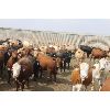 Image 5 : Red Coat Cattle Feeders - 935# Yearling Heifers - 70 Head (Aneroid, SK)