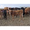 Image 2 : Jeff MacMillan & Rusty Myskiw - 540# Steer Calves - 100 Head (Marquette, MB)
