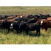 Image 1 : Crane Lake Land & Cattle/Bar TH Ranch - 1000# October Grass Heifers - 265 Head (Kerrobert, SK)