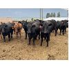 Image 1 : Westwold View Farms - 925# August Steers - 136 Head (Westwold, BC)