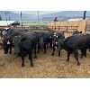 Image 2 : Westwold View Farms - 925# August Steers - 136 Head (Westwold, BC)