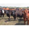 Image 10 : Taylor Enterprises Inc. - 835# September Grass Heifers - 219 Head (Wawota, SK) *PAY WEIGHT*