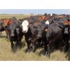Image 11 : Taylor Enterprises Inc. - 835# September Grass Heifers - 219 Head (Wawota, SK) *PAY WEIGHT*