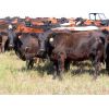 Image 12 : Taylor Enterprises Inc. - 835# September Grass Heifers - 219 Head (Wawota, SK) *PAY WEIGHT*