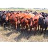 Image 2 : Taylor Enterprises Inc. - 835# September Grass Heifers - 219 Head (Wawota, SK) *PAY WEIGHT*