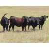 Image 4 : Taylor Enterprises Inc. - 835# September Grass Heifers - 219 Head (Wawota, SK) *PAY WEIGHT*