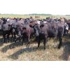 Image 5 : Taylor Enterprises Inc. - 835# September Grass Heifers - 219 Head (Wawota, SK) *PAY WEIGHT*