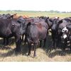 Image 6 : Taylor Enterprises Inc. - 835# September Grass Heifers - 219 Head (Wawota, SK) *PAY WEIGHT*