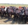 Image 7 : Taylor Enterprises Inc. - 835# September Grass Heifers - 219 Head (Wawota, SK) *PAY WEIGHT*