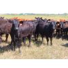 Image 8 : Taylor Enterprises Inc. - 835# September Grass Heifers - 219 Head (Wawota, SK) *PAY WEIGHT*