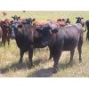 Image 9 : Taylor Enterprises Inc. - 835# September Grass Heifers - 219 Head (Wawota, SK) *PAY WEIGHT*