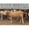 Image 2 : Chipping Hill Cattle Co. - 925# Yearling Heifers - 67 Head (MacGregor, MB)