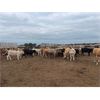 Image 6 : Chipping Hill Cattle Co. - 925# Yearling Heifers - 67 Head (MacGregor, MB)