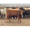Image 7 : Chipping Hill Cattle Co. - 925# Yearling Heifers - 67 Head (MacGregor, MB)