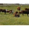 Image 2 : Forbes Bros. Ranching - 975# September Grass Steers - 115 Head (Senlac, SK)