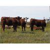 Image 3 : Forbes Bros. Ranching - 975# September Grass Steers - 115 Head (Senlac, SK)