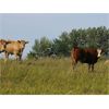 Image 5 : Forbes Bros. Ranching - 975# September Grass Steers - 115 Head (Senlac, SK)