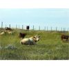 Image 6 : Forbes Bros. Ranching - 975# September Grass Steers - 115 Head (Senlac, SK)