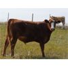 Image 7 : Forbes Bros. Ranching - 975# September Grass Steers - 115 Head (Senlac, SK)
