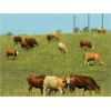 Image 3 : Forbes Bros. Ranching - 885# September Grass Heifers - 140 Head (Senlac, SK)