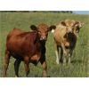 Image 5 : Forbes Bros. Ranching - 885# September Grass Heifers - 140 Head (Senlac, SK)
