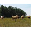 Image 7 : Forbes Bros. Ranching - 885# September Grass Heifers - 140 Head (Senlac, SK)