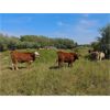 Image 8 : Forbes Bros. Ranching - 885# September Grass Heifers - 140 Head (Senlac, SK)