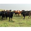 Image 1 : Tee Two Land & Cattle Co. - 770# September Grass Heifers - 80 Head (Kelliher, SK) VBP+