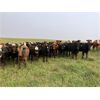 Image 2 : Tee Two Land & Cattle Co. - 770# September Grass Heifers - 80 Head (Kelliher, SK) VBP+
