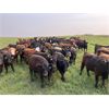 Image 3 : Tee Two Land & Cattle Co. - 770# September Grass Heifers - 80 Head (Kelliher, SK) VBP+